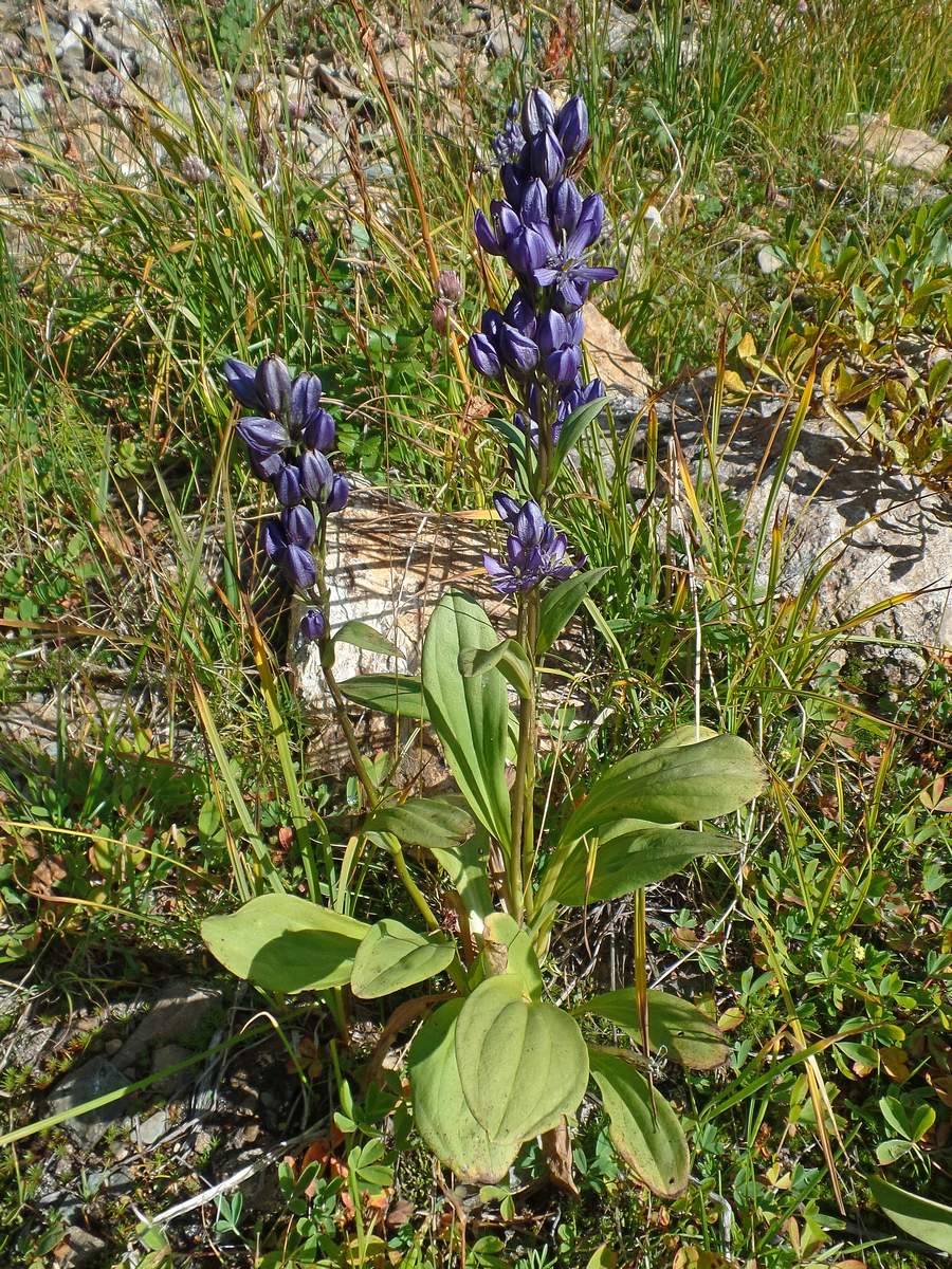 Image of Swertia obtusa specimen.