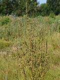 Verbascum lychnitis