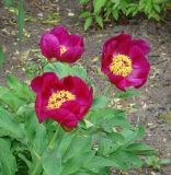 Paeonia arietina