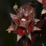 Hibiscus sabdariffa. Созревающий плод с самкой кошенили. Израиль, Шарон, пос. Кфар Монаш, ботанический сад \"Хават Ганой\". 14.11.2016.