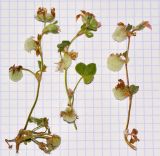 Image of taxon representative. Author is Татьяна Мальчинская