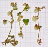Trifolium eriosphaerum