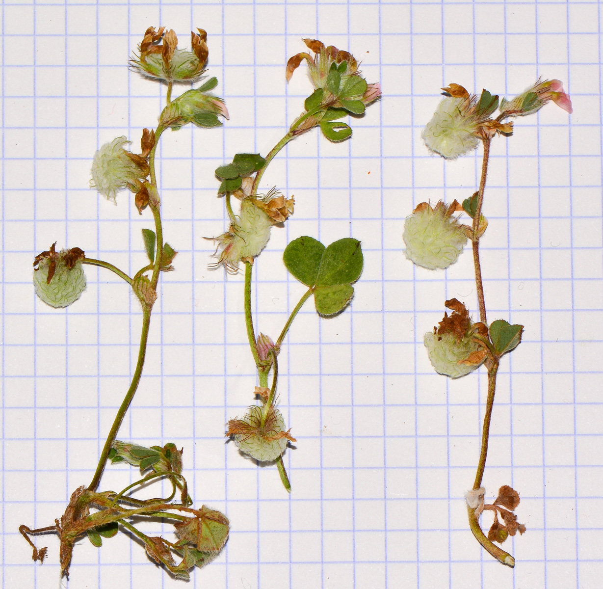 Image of Trifolium eriosphaerum specimen.