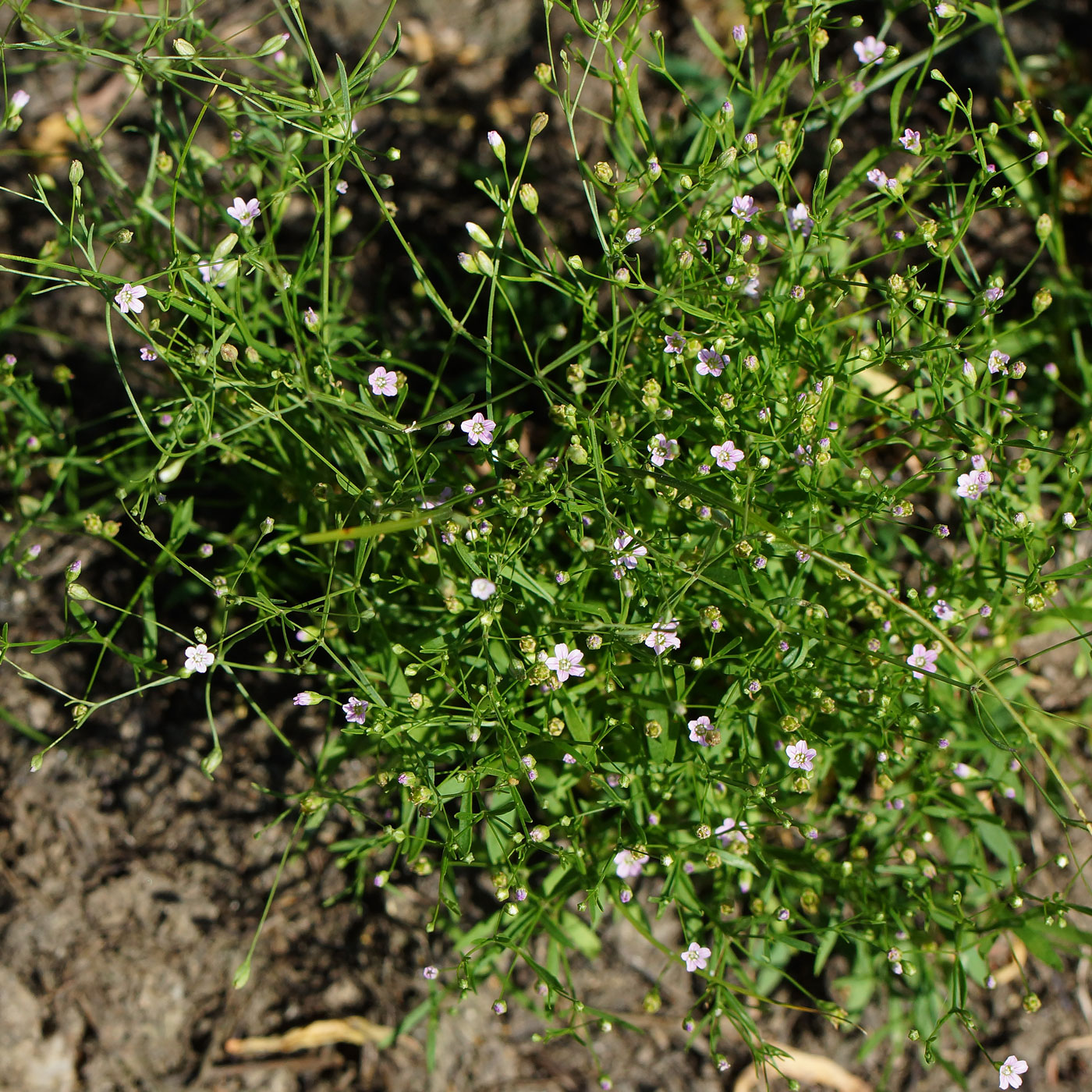 Image of Psammophiliella muralis specimen.