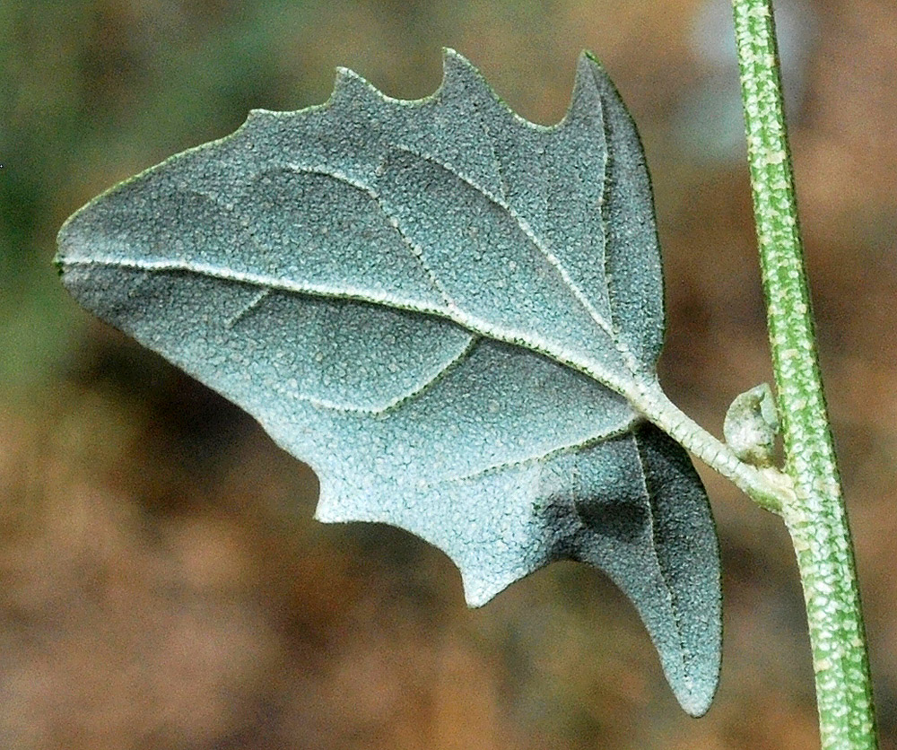 Изображение особи Atriplex micrantha.