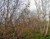 Cerasus sachalinensis