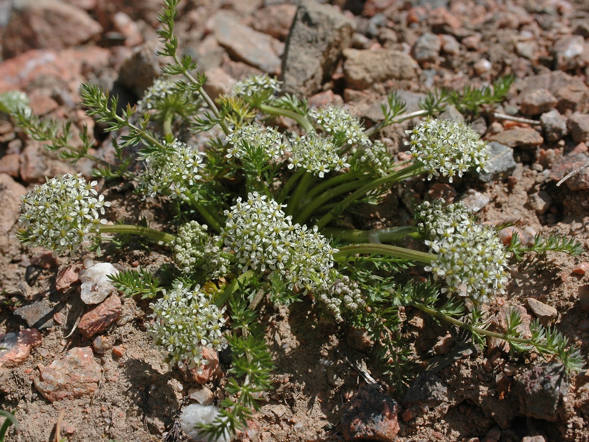 Image of Schulzia albiflora specimen.