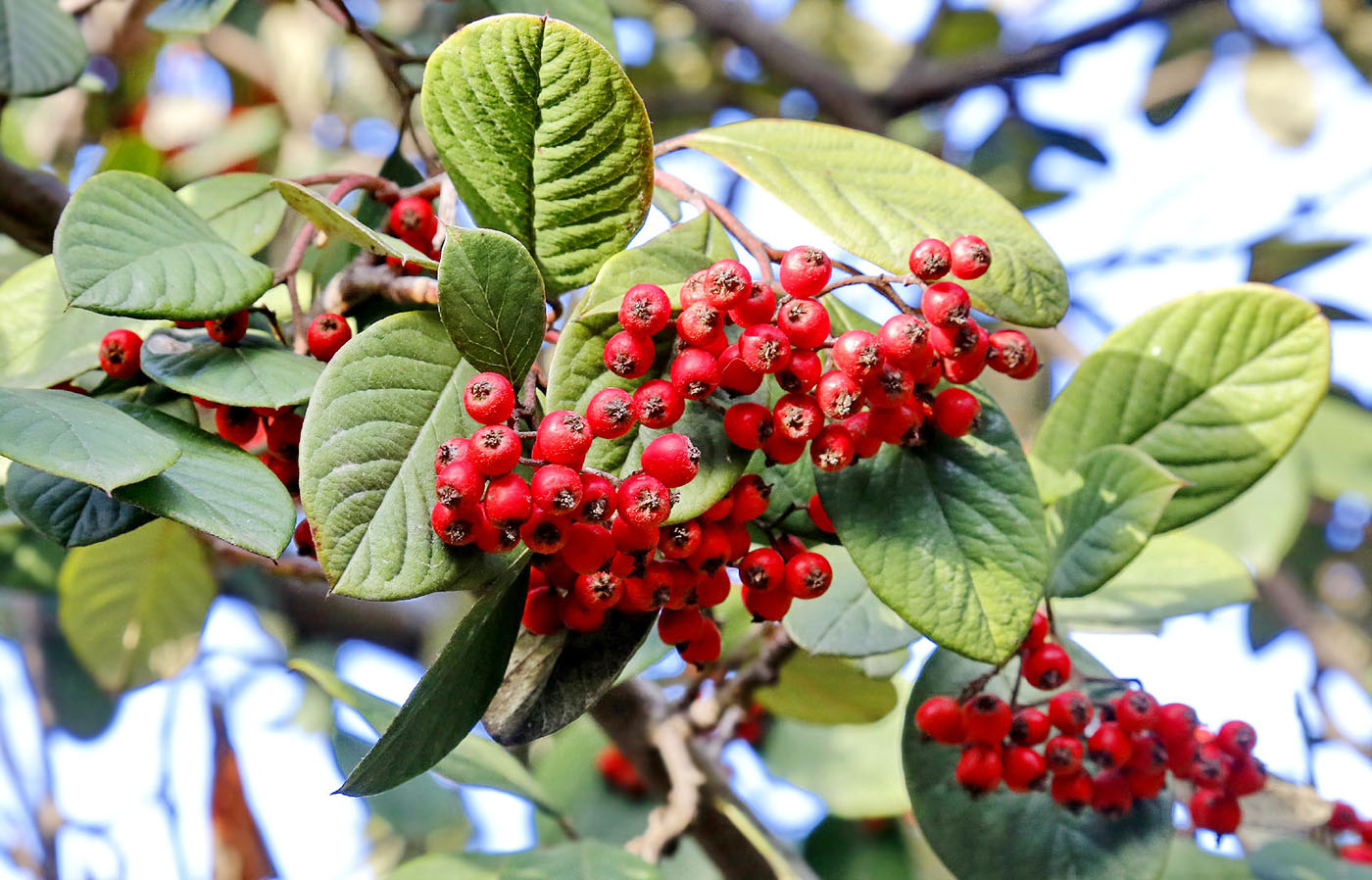Image of Cotoneaster coriaceus specimen.
