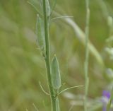 Delphinium phrygium