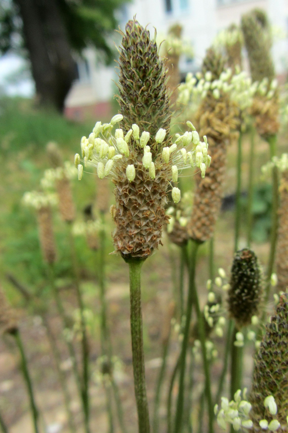 Image of Plantago lanceolata specimen.