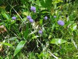 Allium schoenoprasum