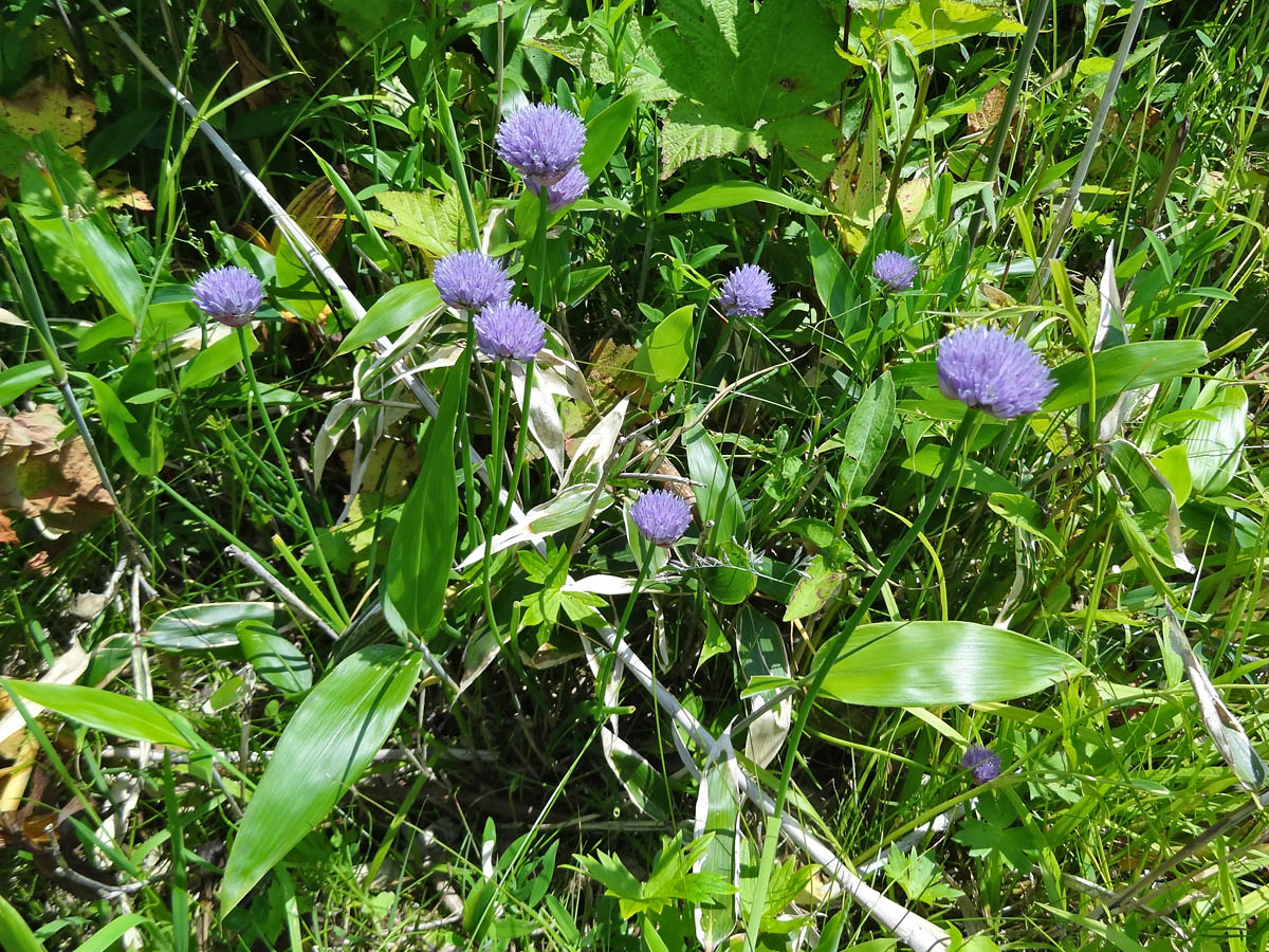 Изображение особи Allium schoenoprasum.