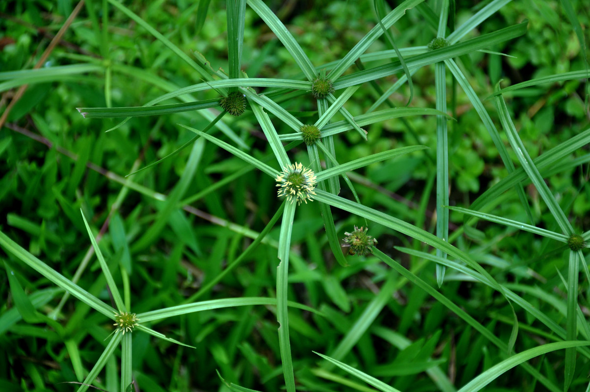 Изображение особи Kyllinga polyphylla.