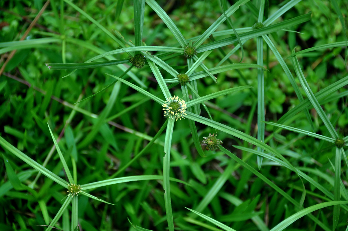 Изображение особи Kyllinga polyphylla.