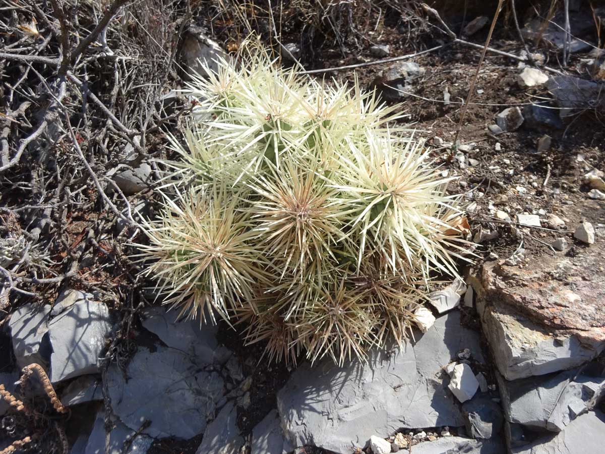 Image of Cylindropuntia tunicata specimen.