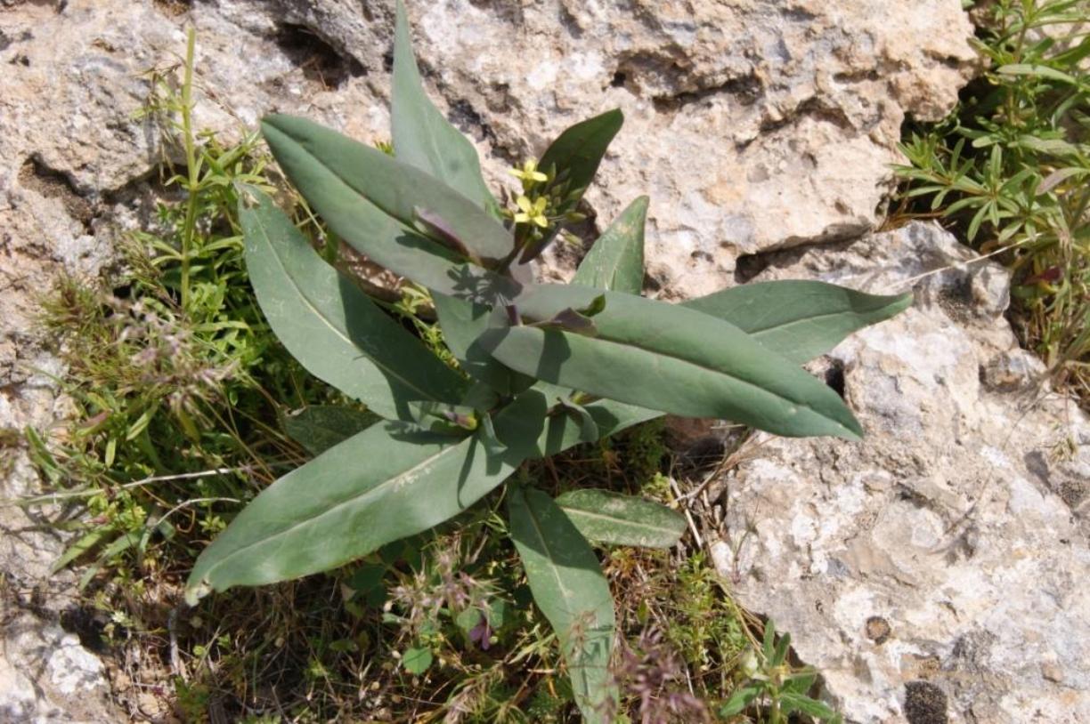 Image of familia Brassicaceae specimen.