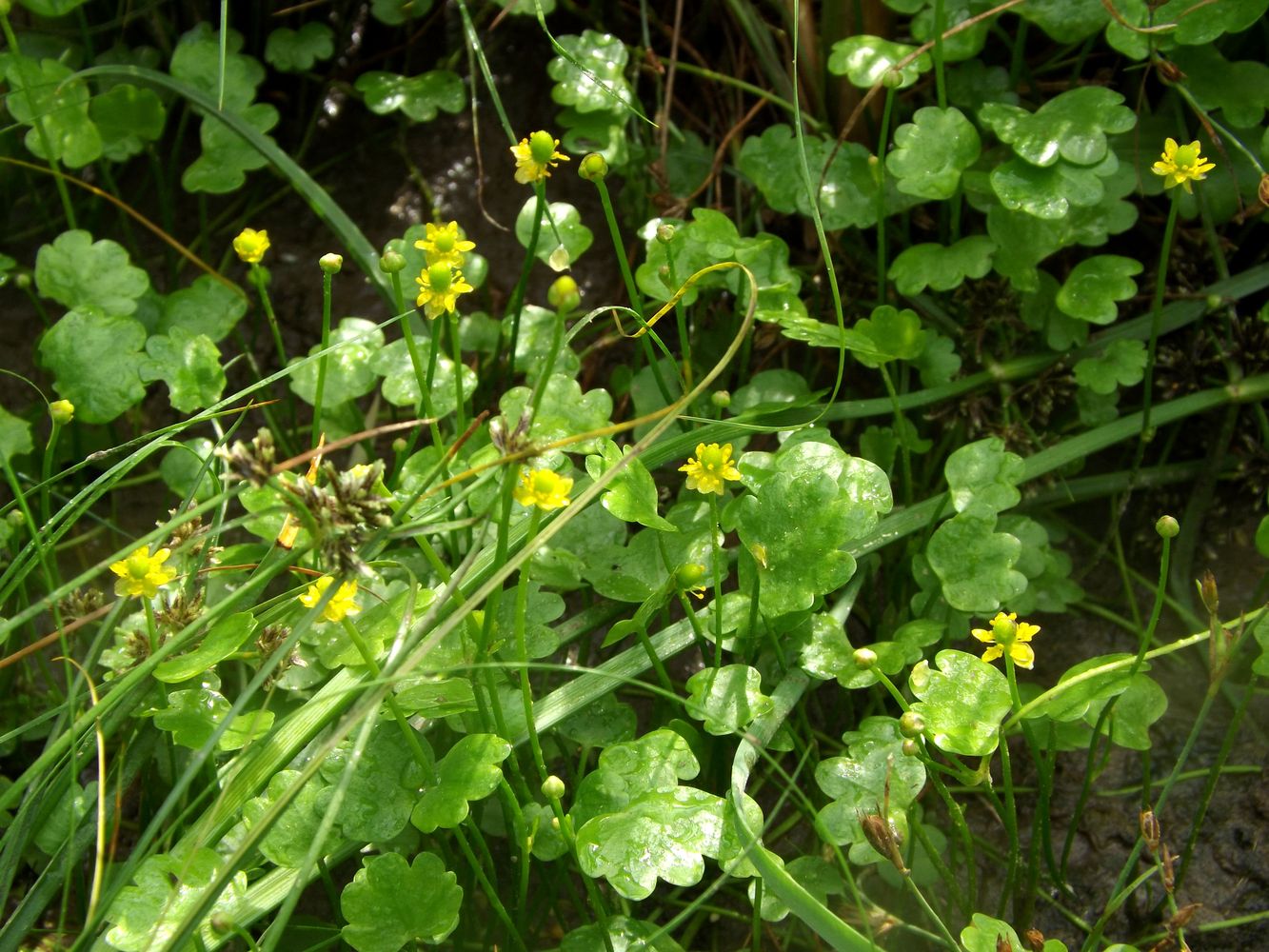 Image of Ranunculus natans specimen.
