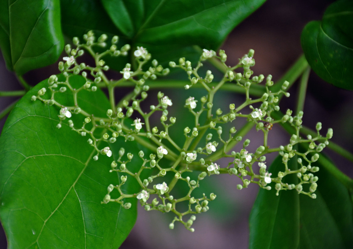 Image of Premna serratifolia specimen.