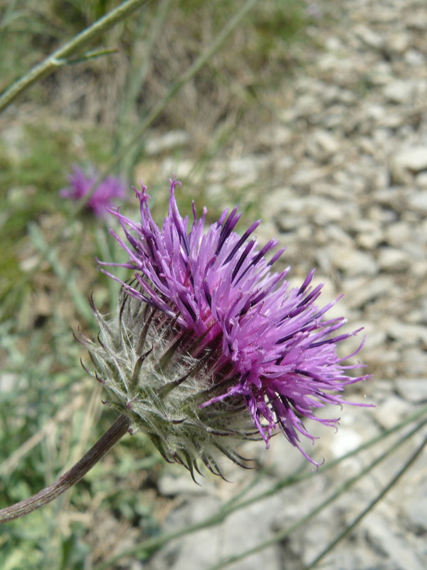 Image of Jurinea roegneri specimen.