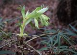 Helleborus foetidus. Верхушка расцветающего растения. Испания, автономное сообщество Каталония, провинция Жирона, комарка Ла-Гарроча, подр-н (субкомарка) де Олот, муниципалитет Санта-Пау, буковый лес Фажеда д’эн Жорда. 26.12.2016.