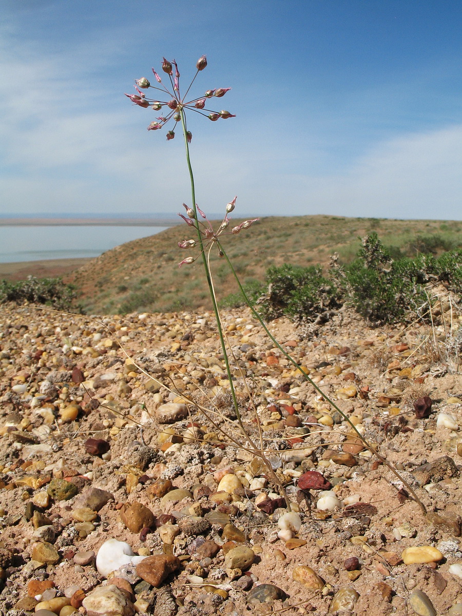 Image of Allium inops specimen.