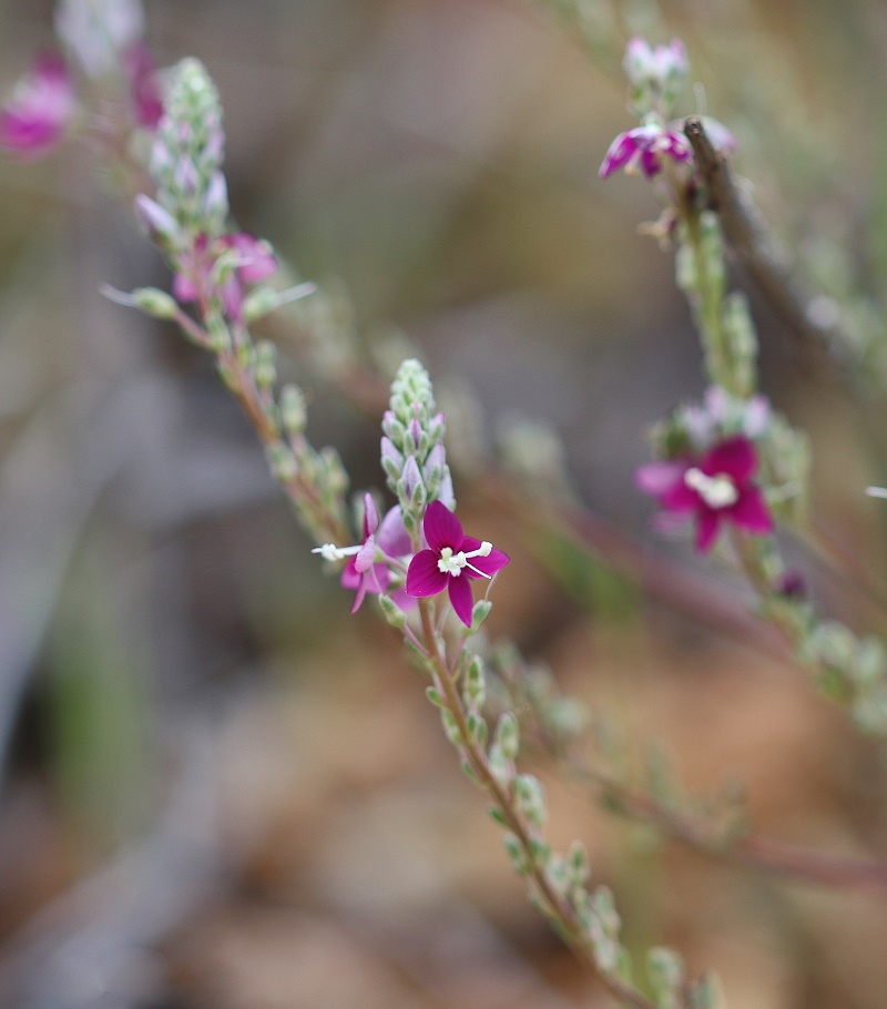 Image of Veronica macrostachya specimen.