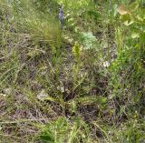 Pedicularis kaufmannii