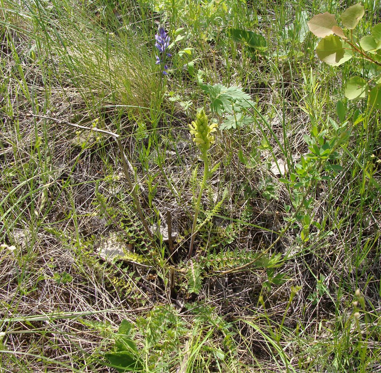 Изображение особи Pedicularis kaufmannii.