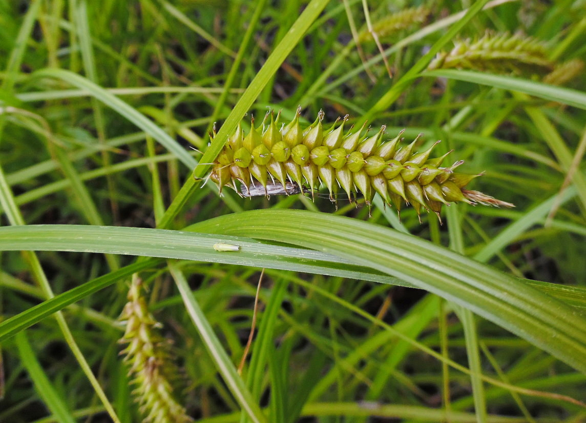 Image of Carex vesicaria specimen.