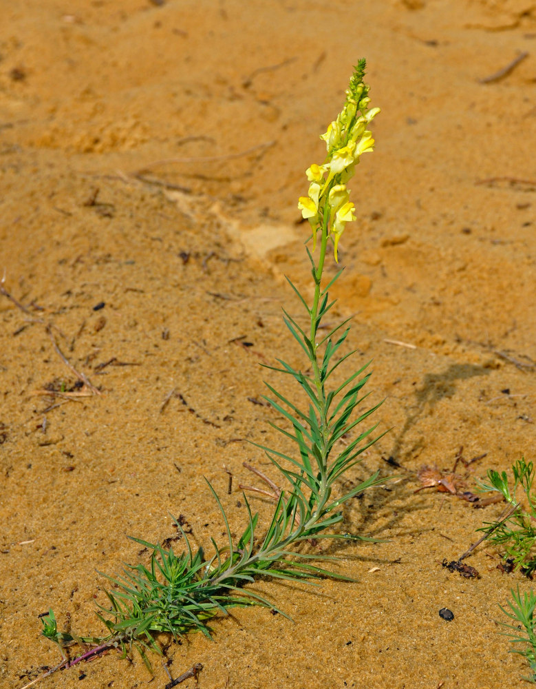 Изображение особи Linaria vulgaris.