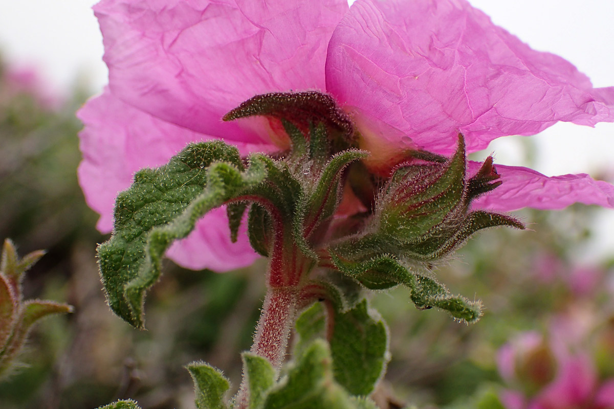 Изображение особи Cistus creticus.