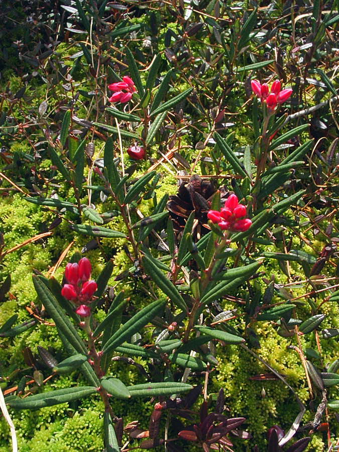 Image of Andromeda polifolia specimen.