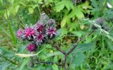 Arctium tomentosum