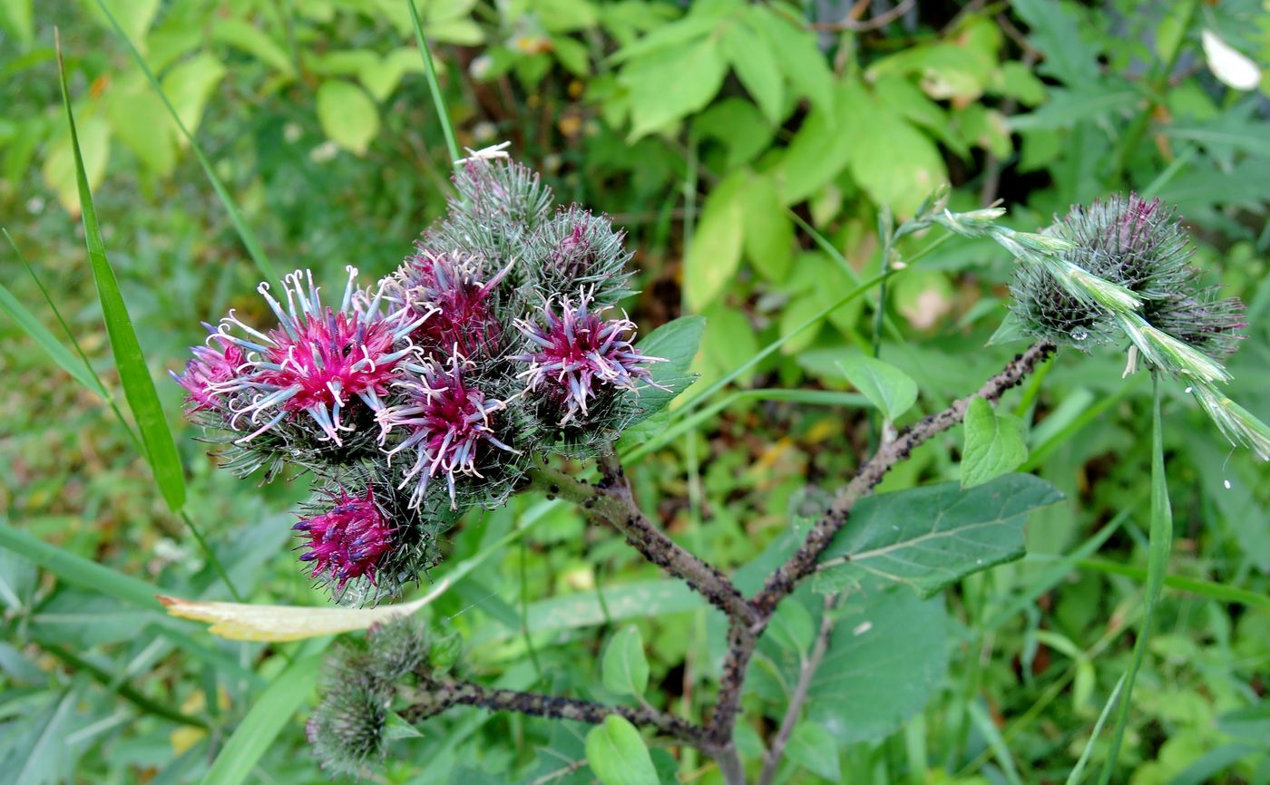 Изображение особи Arctium tomentosum.