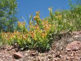 Scutellaria mesostegia. Цветущее растение. Казахстан, Западный Тянь-Шань, Киргизский хр., ущ. Мерке, ≈ 1450 м н.у.м., каменистый склон южн. экспозиции. 24 мая 2018 г.