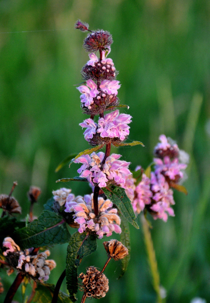 Image of Phlomoides tuberosa specimen.