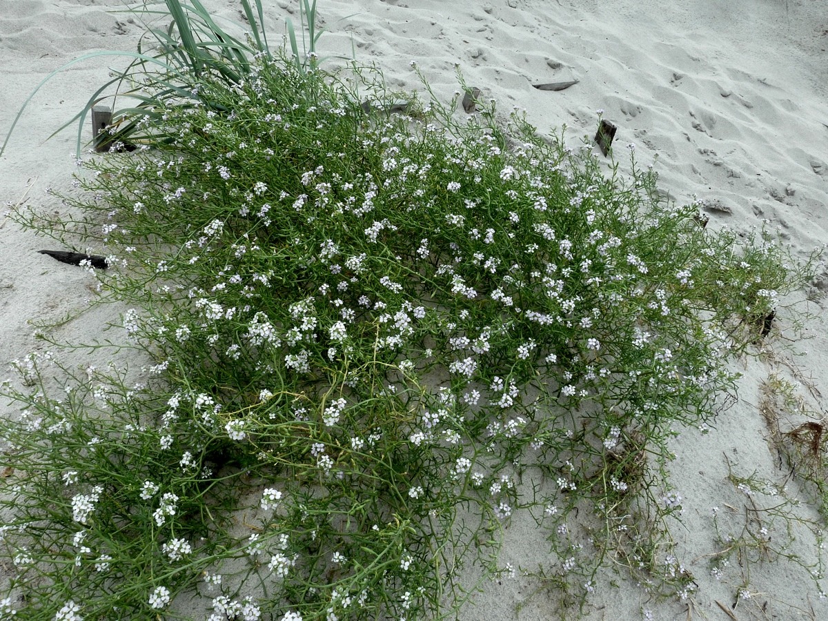 Image of Cakile baltica specimen.