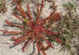 Rumex bucephalophorus