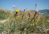 Crepis rhoeadifolia