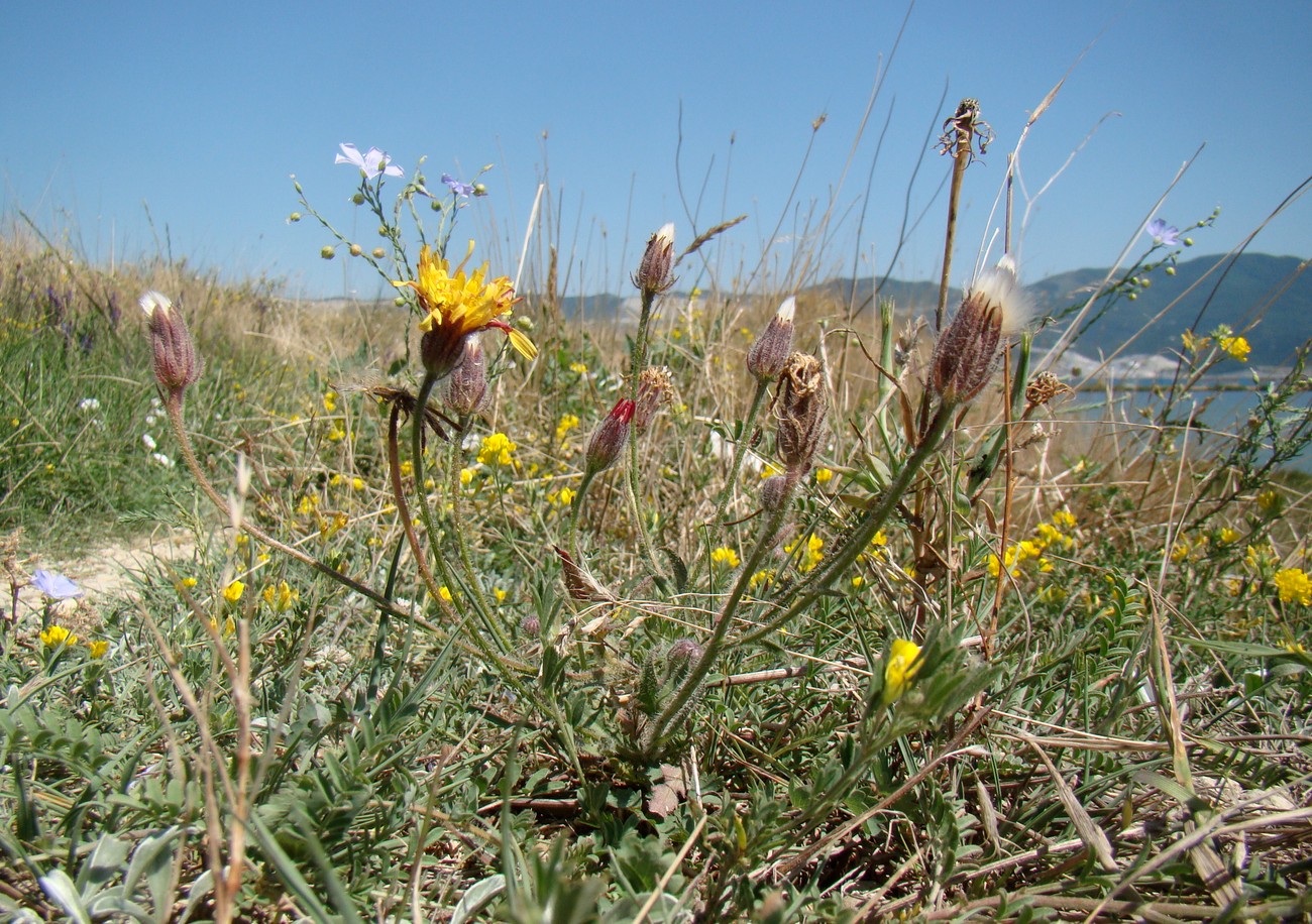 Image of Crepis rhoeadifolia specimen.