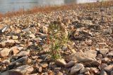 Plantago arenaria