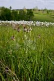 Pulsatilla turczaninovii. Плодоносящие растения. Красноярский край, окр. Красноярска. 02.06.2010.