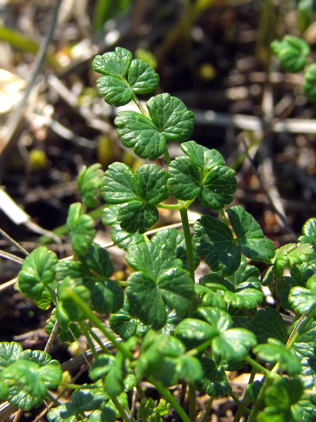 Изображение особи Thalictrum alpinum.