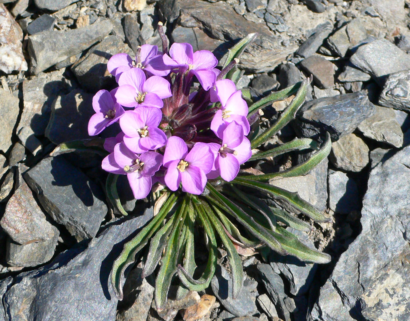 Изображение особи Erysimum pallasii.