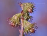 Agrimonia coreana