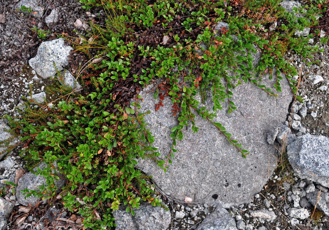 Image of Arctostaphylos uva-ursi specimen.