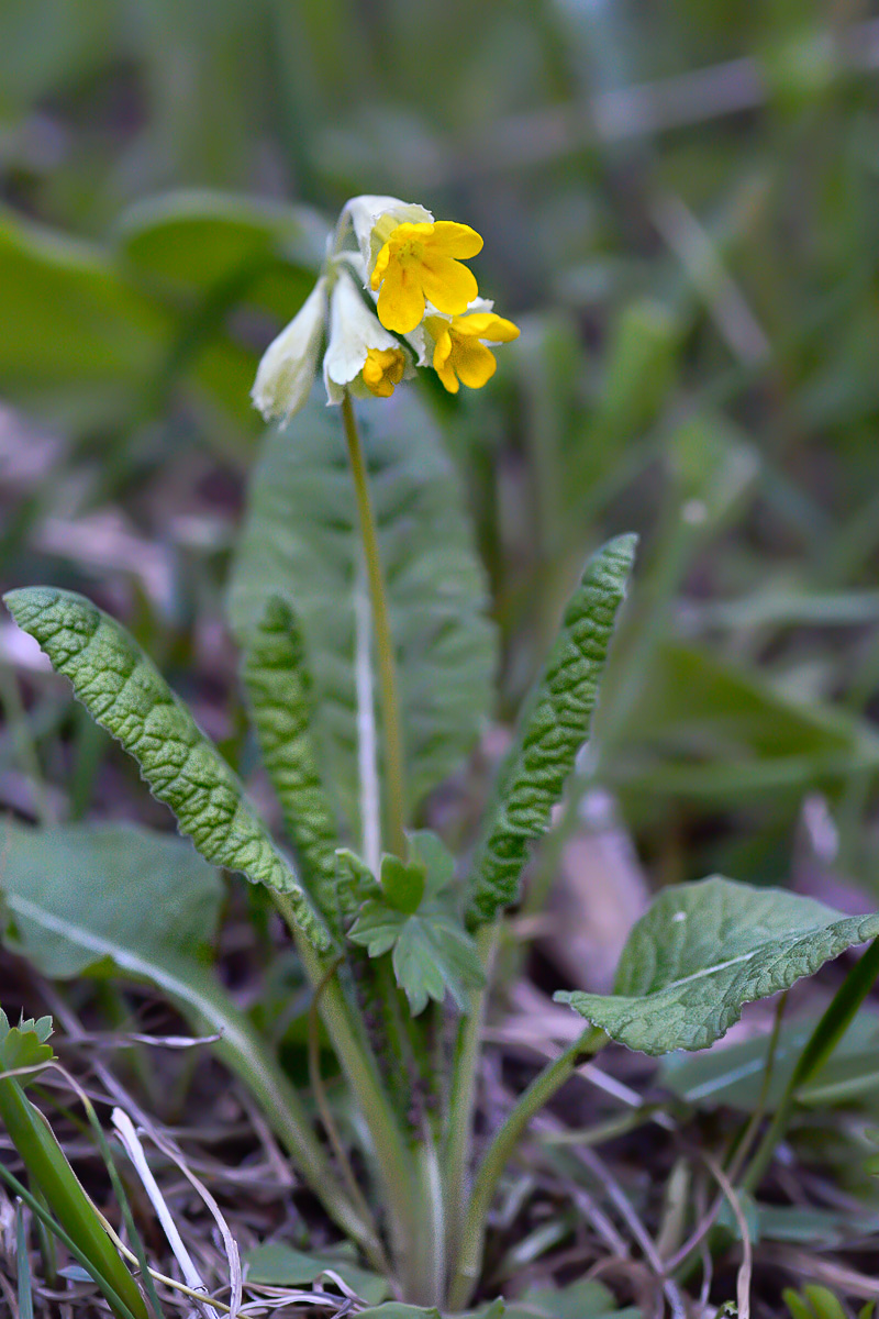 Image of Primula macrocalyx specimen.