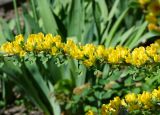 Chamaecytisus ruthenicus. Часть побега с цветками. Восточный Казахстан, г. Усть-Каменогорск, парк Жастар, в культуре. 04.06.2018.