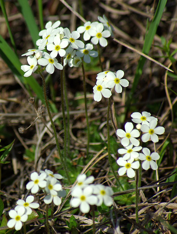 Image of Androsace lehmanniana specimen.