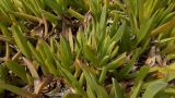 Carpobrotus acinaciformis. Плодоносящие растения. Кипр, г. Айа-Напа, западный край пляжной зоны Нисси-Бич, охраняемая зона с растущими на ней эндемиками. 08.10.2018.